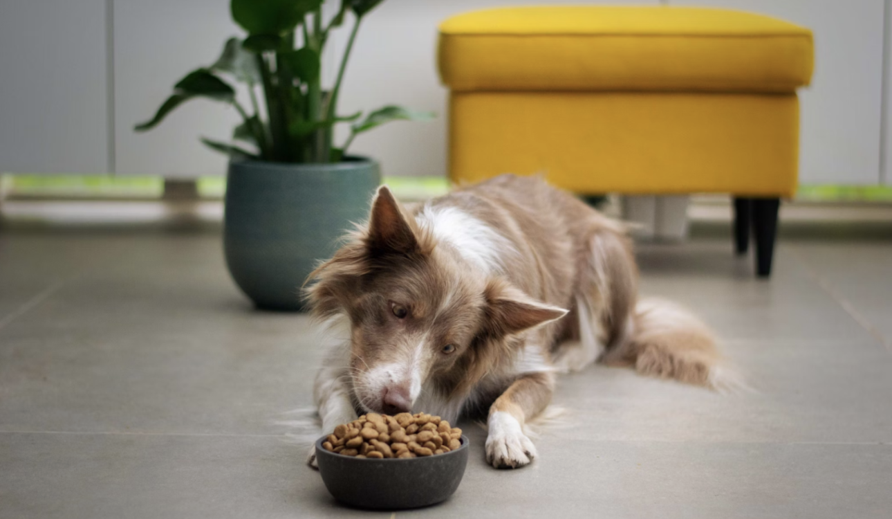 毛孩也會食物中毒？夏天怎麼保存飼料最好？五個方法告訴你寵物飼料如何保存！