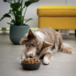 毛孩也會食物中毒？夏天怎麼保存飼料最好？五個方法告訴你寵物飼料如何保存！