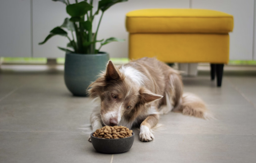 毛孩也會食物中毒？夏天怎麼保存飼料最好？五個方法告訴你寵物飼料如何保存！