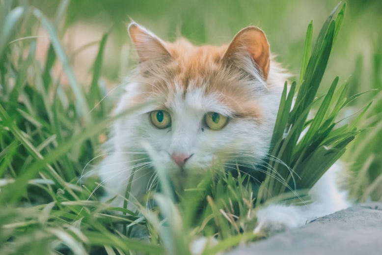 【2024】飼主必讀！寵物益生菌對不同年齡階段的益處分析