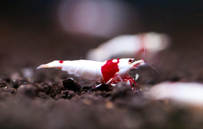 白紅相間的蝦子