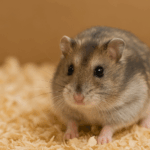 一隻可愛的倉鼠坐在柔軟的木屑上，雙眼明亮、毛色柔和，是新手飼主常見的寵物品種之一。