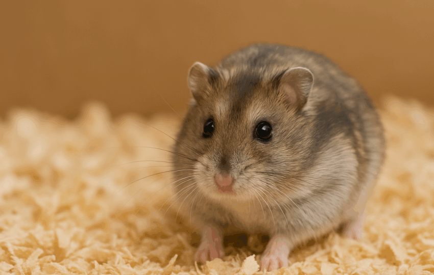 一隻可愛的倉鼠坐在柔軟的木屑上，雙眼明亮、毛色柔和，是新手飼主常見的寵物品種之一。