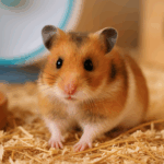 倉鼠在舒適乾淨的籠舍內健康活動