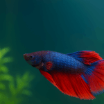 一隻紅藍相間的鬥魚在透明魚缸裡優雅游動，背景有綠色水草與柔和藍綠色水景，展現出鮮豔色彩與流動的鰭尾。