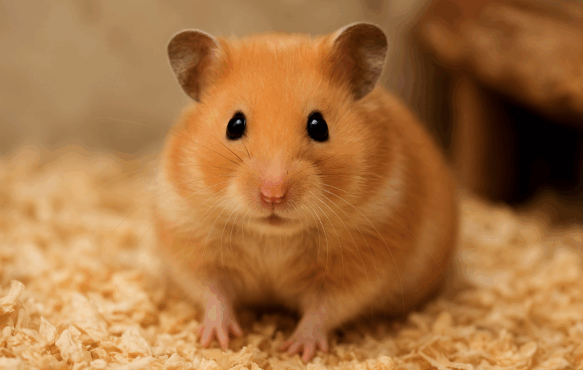 一隻金黃色的布丁鼠坐在木屑上，黑色圓眼直視鏡頭，表情呆萌可愛。