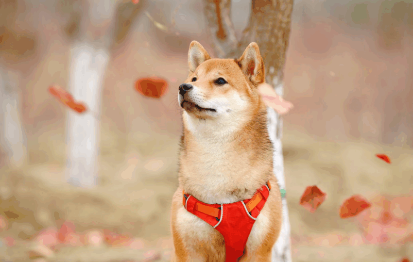 一隻棕色與米色相間的柴犬幼犬，配戴著紅色的胸背帶，抬頭望向遠方。牠身處在戶外，周圍有幾片紅褐色的落葉飄散，背景的樹木呈現柔和的秋日色調。