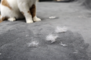 灰色地毯上散落著多撮白色貓毛，背景可見貓咪身影，呈現掉毛後的居家場景