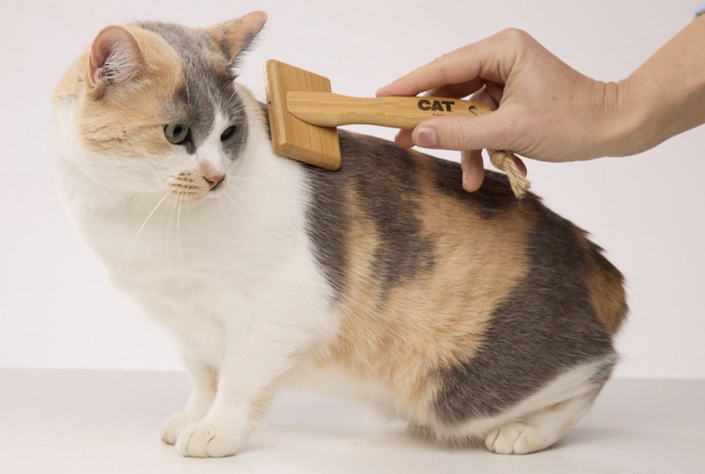 飼主用木製梳子為貓咪梳毛，畫面捕捉日常梳理與照顧的互動畫面