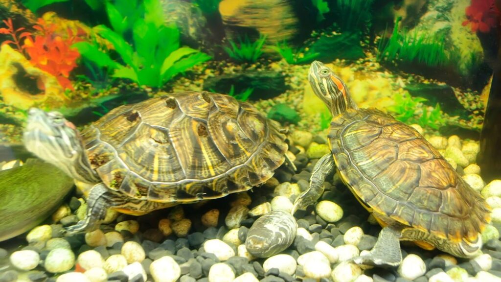 在佈置有綠色水草與鵝卵石的魚缸中，兩隻巴西龜（紅耳龜）正停留在缸底石塊上。左側烏龜背甲帶有深色斑點，右側烏龜則展現清晰的橙紅耳斑與頭部條紋，畫面呈現水族寵物的觀察視角。
