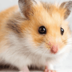 一隻金黃色與白色相間的倉鼠正面特寫，黑溜溜的大眼睛與粉嫩的小鼻子極其可愛，背景乾淨簡約，突顯寵物的療癒感