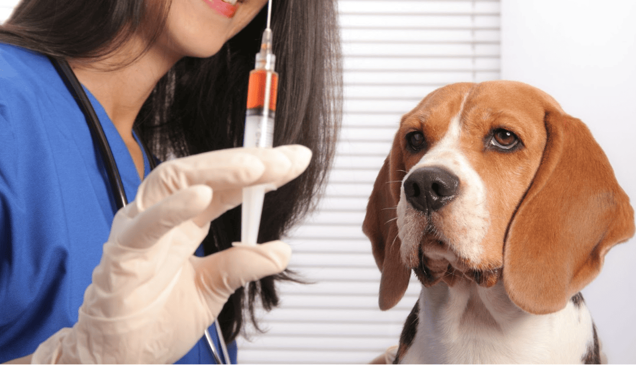 獸醫師穿著藍色工作服，戴著白色手套握著裝有紅色藥水的針筒，背景是一隻表情乖巧的比格犬（米格魯），展示寵物醫療或疫苗注射情境