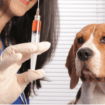 獸醫師穿著藍色工作服，戴著白色手套握著裝有紅色藥水的針筒，背景是一隻表情乖巧的比格犬（米格魯），展示寵物醫療或疫苗注射情境