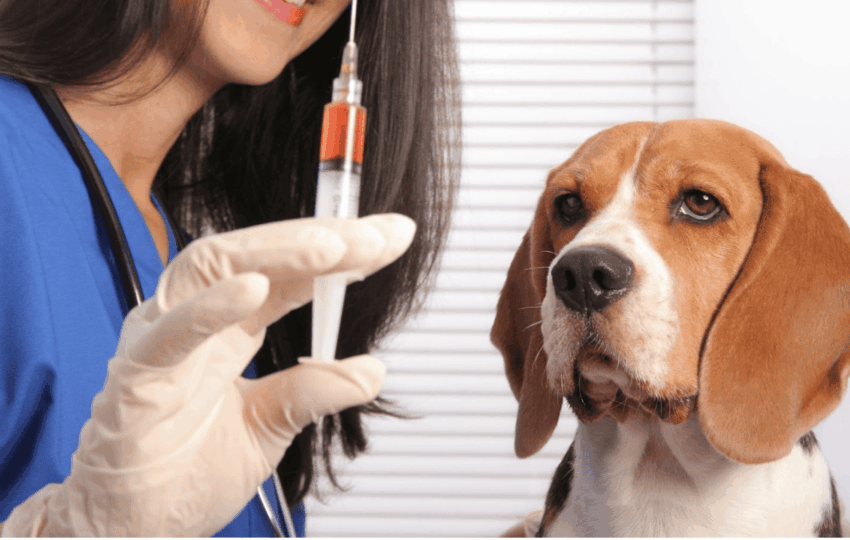 獸醫師穿著藍色工作服，戴著白色手套握著裝有紅色藥水的針筒，背景是一隻表情乖巧的比格犬（米格魯），展示寵物醫療或疫苗注射情境