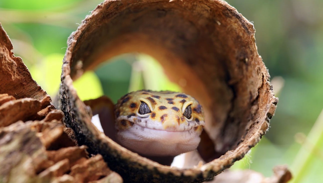 一隻豹紋守宮從木製圓木躲藏穴中探頭張望，眼神溫和，展現寵物爬蟲類在自然風格造景中的生活習性