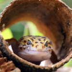 一隻豹紋守宮從木製圓木躲藏穴中探頭張望，眼神溫和，展現寵物爬蟲類在自然風格造景中的生活習性