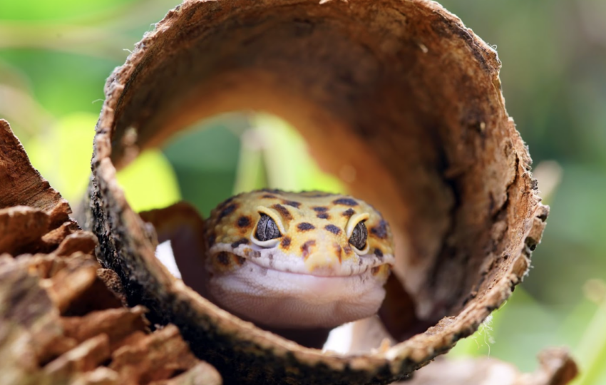 一隻豹紋守宮從木製圓木躲藏穴中探頭張望，眼神溫和，展現寵物爬蟲類在自然風格造景中的生活習性