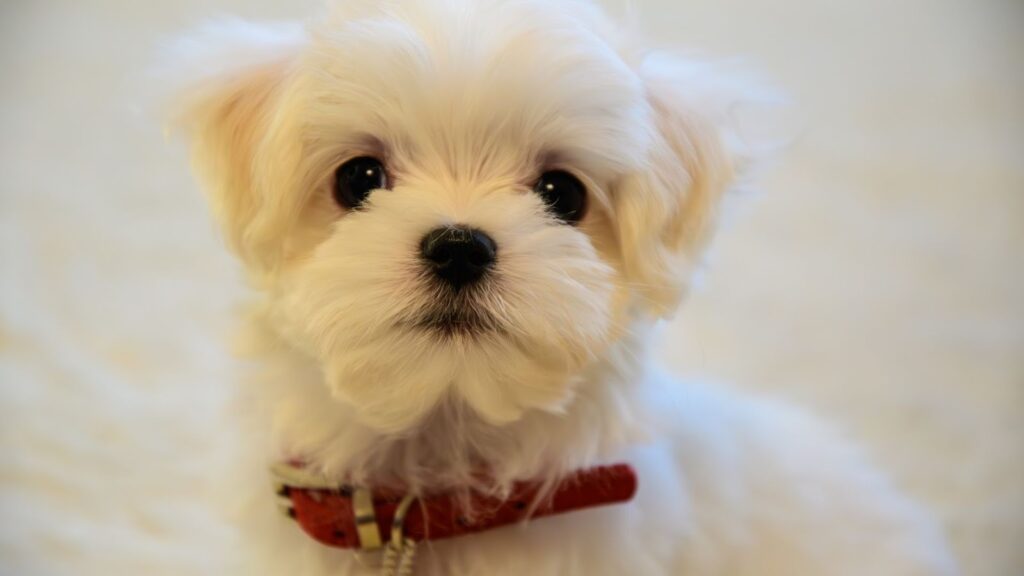 一隻白色馬爾濟斯小狗的正面近照，戴著紅色頸圈，圓滾滾的大眼睛直視鏡頭，毛髮看起來非常蓬鬆柔軟