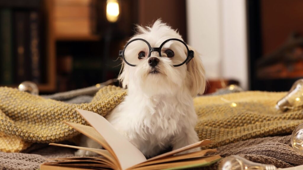  一隻戴著黑色大圓框眼鏡的白色小狗，坐在溫暖的毯子中，前方放著一本打開的書，營造出正在閱讀的可愛氛圍。