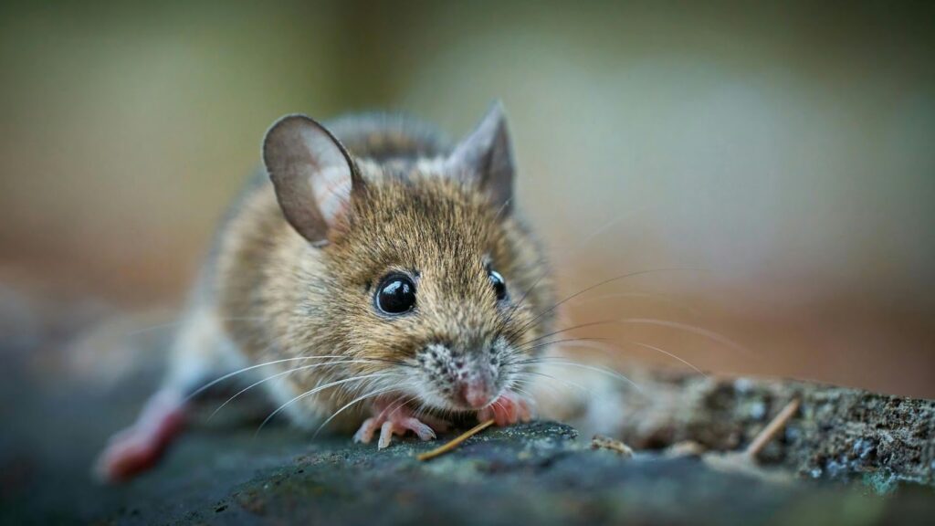 特寫一隻棕色三線鼠趴在木頭邊緣，長長的鬍鬚與圓潤的眼睛清晰可見，展現細膩的毛髮質感