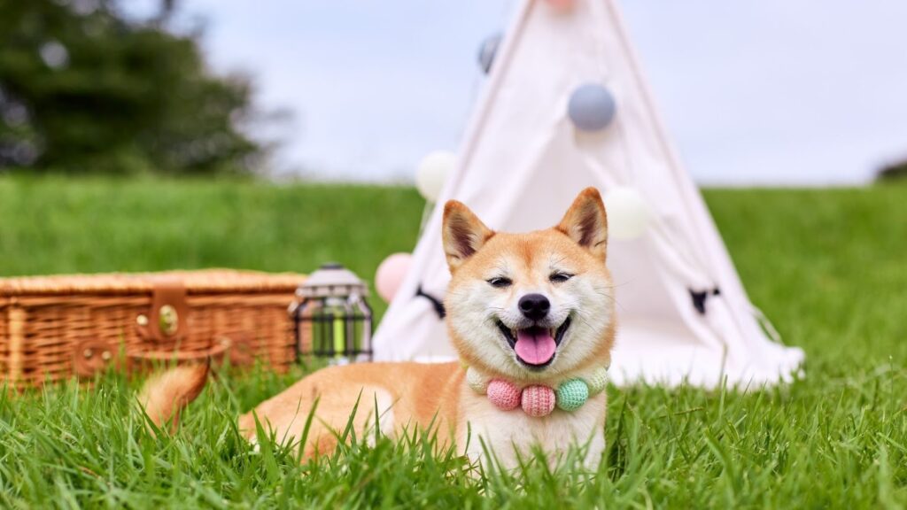 一隻戴著彩色項圈的柴犬躺在草地上微笑吐舌，背景是帳篷與野餐籃的戶外場景