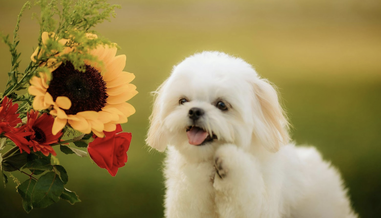 一隻白色的馬爾濟斯幼犬坐在戶外草地上，吐出小舌頭並舉起前腳，旁邊有一束包含向日葵與紅玫瑰的鮮豔花束