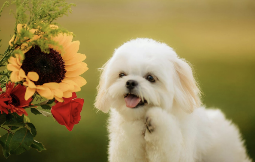 一隻白色的馬爾濟斯幼犬坐在戶外草地上，吐出小舌頭並舉起前腳，旁邊有一束包含向日葵與紅玫瑰的鮮豔花束