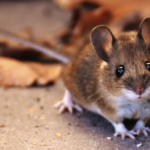 一隻擁有大耳朵和黑色明亮眼睛的三線鼠站在淺色地面上，背景伴有枯葉，神情充滿好奇