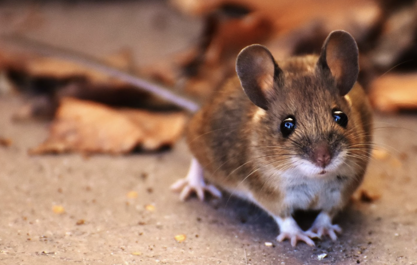 一隻擁有大耳朵和黑色明亮眼睛的三線鼠站在淺色地面上，背景伴有枯葉，神情充滿好奇