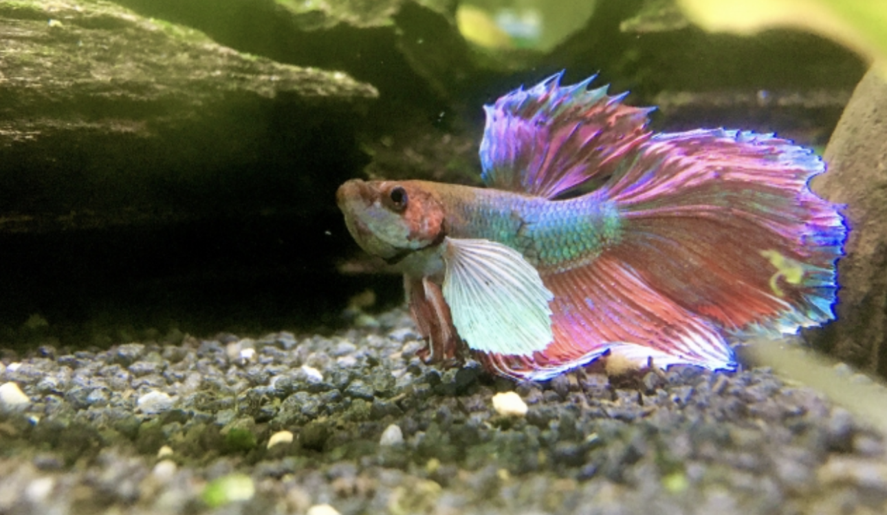 一隻色彩繽紛的鬥魚，擁有紫紅色與金屬綠交織的魚鱗，正在深色底砂的水草缸中展開巨大的胸鰭與尾鰭。