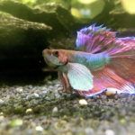 一隻色彩繽紛的鬥魚，擁有紫紅色與金屬綠交織的魚鱗，正在深色底砂的水草缸中展開巨大的胸鰭與尾鰭。