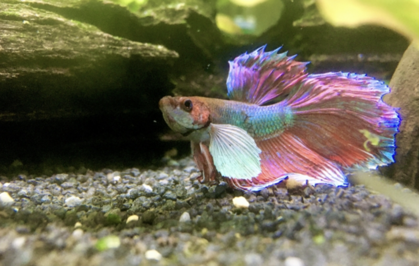 一隻色彩繽紛的鬥魚，擁有紫紅色與金屬綠交織的魚鱗，正在深色底砂的水草缸中展開巨大的胸鰭與尾鰭。