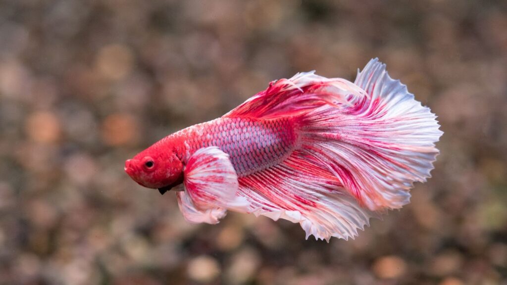 紅色大耳鬥魚在水族箱中游動,胸鰭如耳朵般寬大,紅白漸層的尾鰭隨水流飄動。