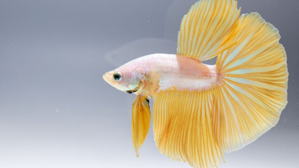 全白偏淡黃色系的展示型鬥魚,巨大的尾鰭呈現優雅的半圓弧度,背景簡潔透亮