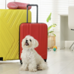 一隻白色瑪爾濟斯幼犬坐在黃色與紅色的行李箱旁邊