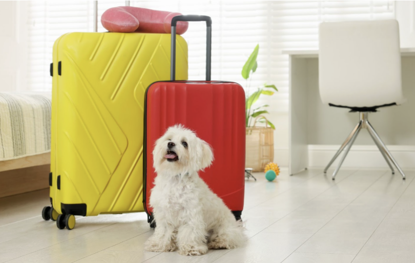 一隻白色瑪爾濟斯幼犬坐在黃色與紅色的行李箱旁邊