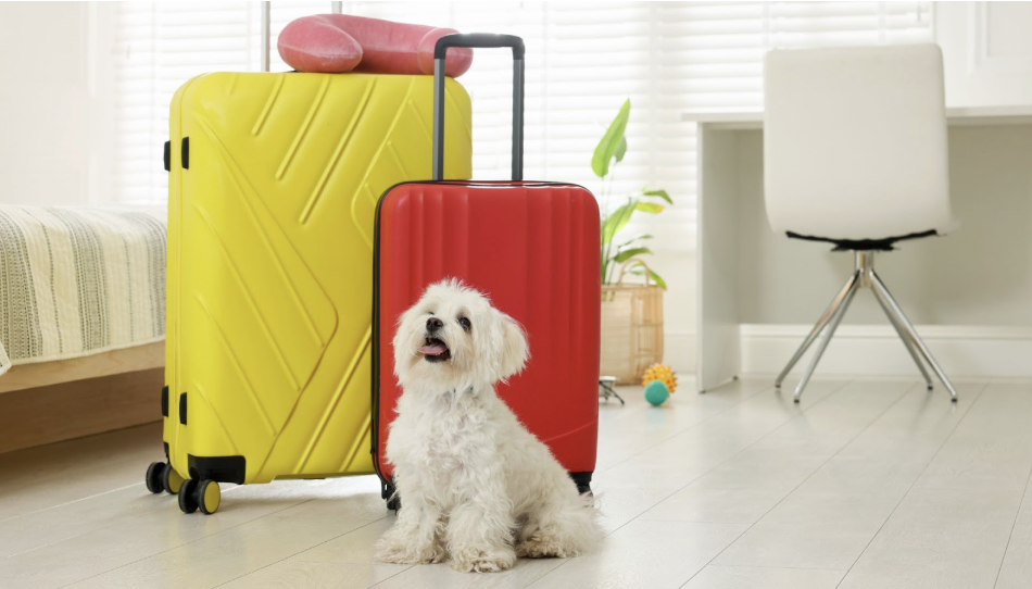 一隻白色瑪爾濟斯幼犬坐在黃色與紅色的行李箱旁邊