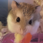 一隻毛色棕白相間的倉鼠近距離特寫，正張大眼睛專注地啃食著紅色的新鮮蔬菜