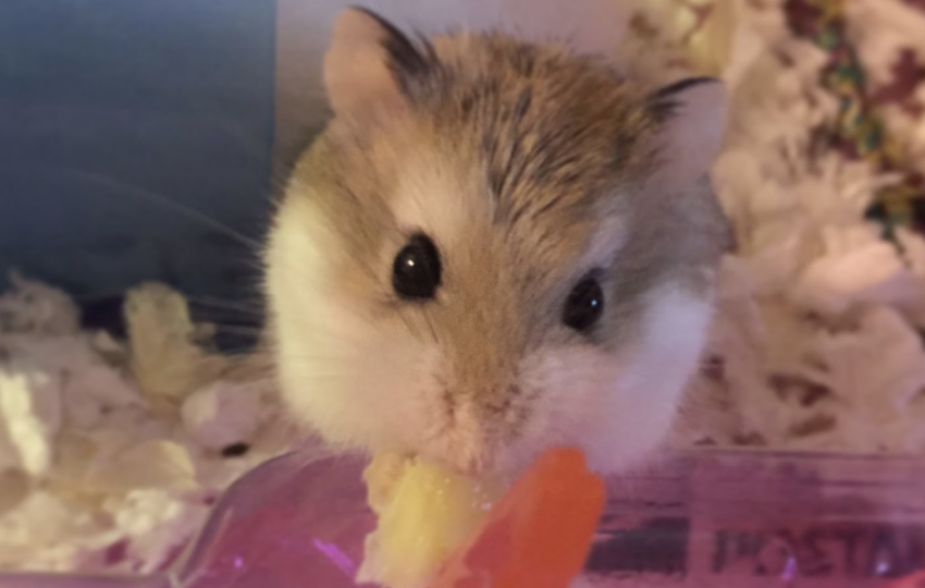 一隻毛色棕白相間的倉鼠近距離特寫，正張大眼睛專注地啃食著紅色的新鮮蔬菜