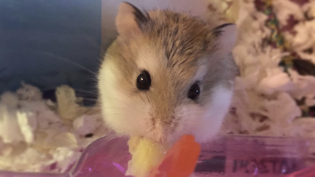 一隻毛色棕白相間的倉鼠近距離特寫，正張大眼睛專注地啃食著紅色的新鮮蔬菜