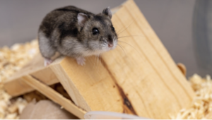 一隻深灰色與白色相間的倉鼠站在木製的小屋頂端，好奇地望向前方，背景可見乾淨的木屑墊材