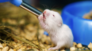 一隻純白色的幼年倉鼠雙手攀在飲水器管口，正在努力喝水的可愛模樣。