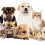 多隻幼犬、幼貓、兔子與天竺鼠在白色背景前的合照