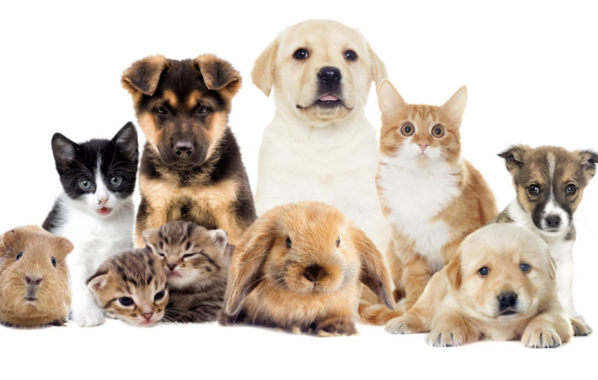 多隻幼犬、幼貓、兔子與天竺鼠在白色背景前的合照
